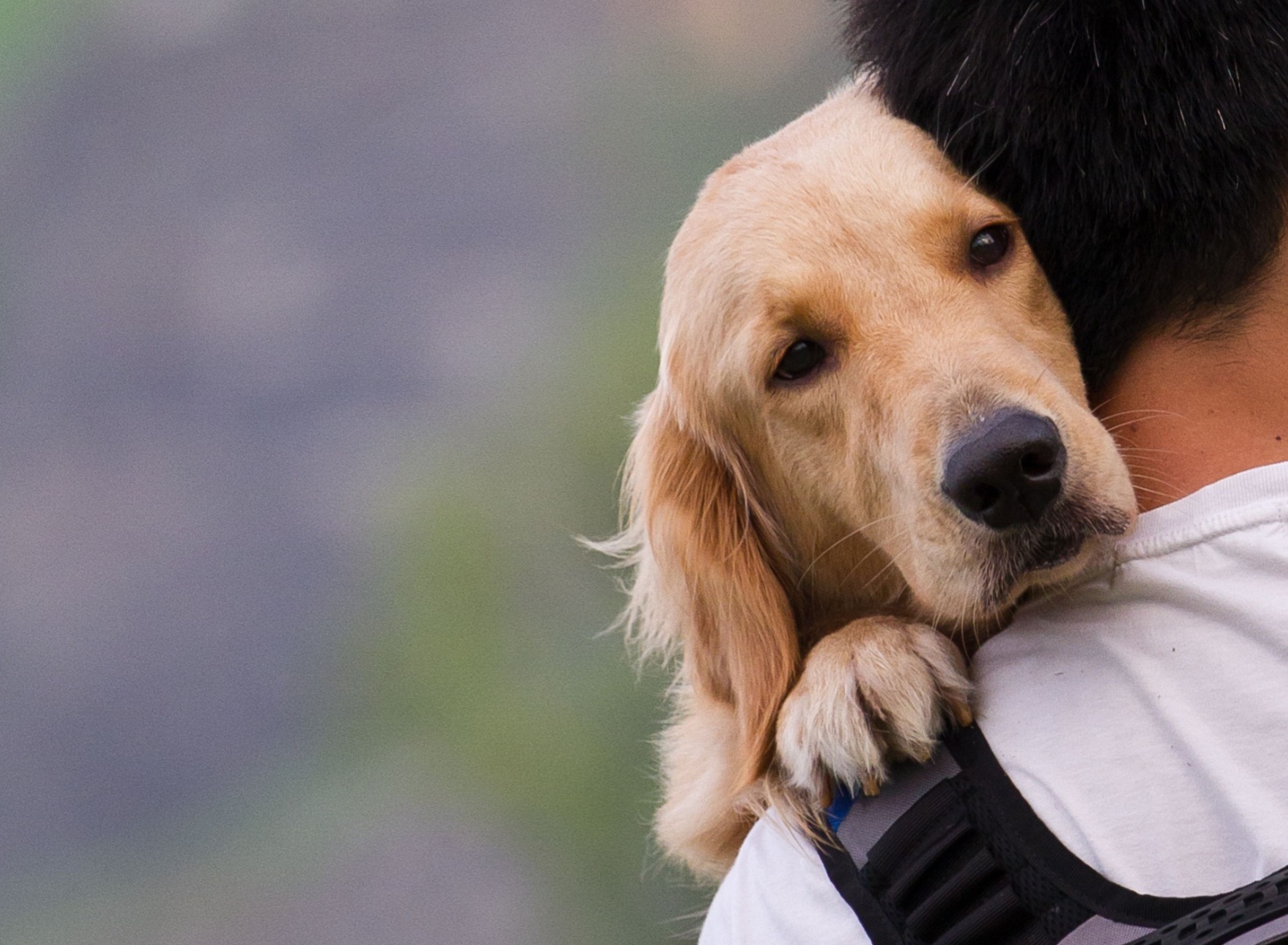 What to Expect During the Euthanasia Appointment