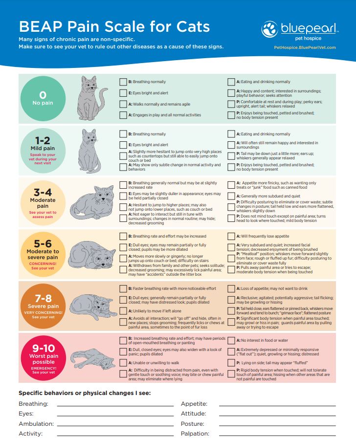 BEAP Pain Scales for Cats and Dogs - MN Pets