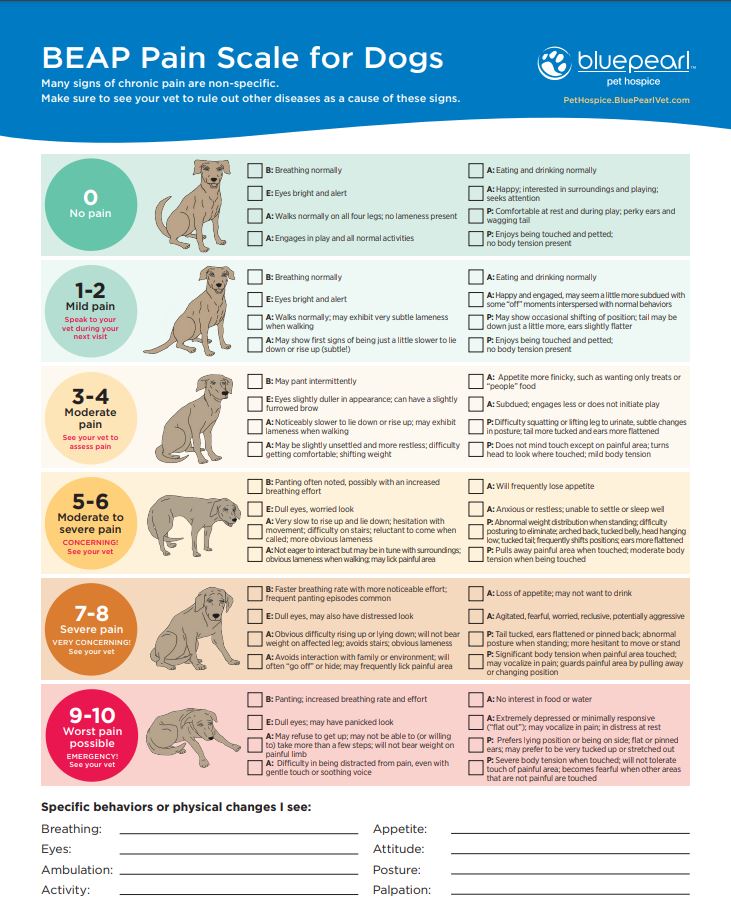 BEAP Pain Scales for Cats and Dogs - MN Pets